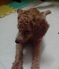 泰迪熊二在线观看,温馨回忆，欢乐无限，在线观看之旅  第3张