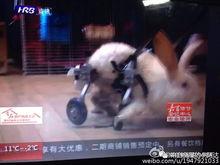 小兔吃瓜视频在线观看免费,欢乐无限，免费观看，畅享夏日  第3张