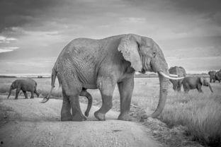 电影大象在线观看,一场视觉与心灵的震撼之旅  第3张